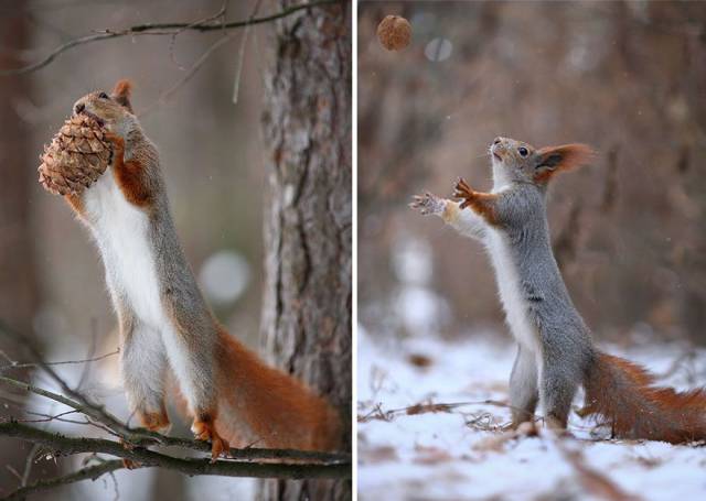 One Of The Cutest Photo Shoots With Squirrels