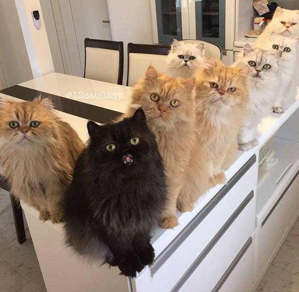 Instagram Is Going Crazy Over This Lady And Her 12 Persian Cats