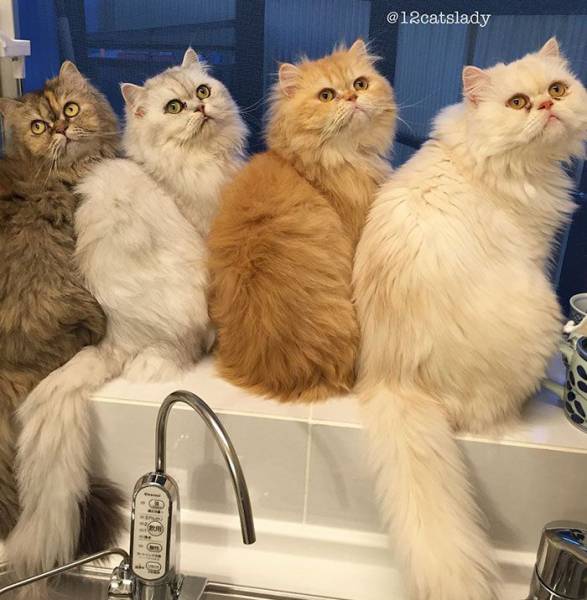 Instagram Is Going Crazy Over This Lady And Her 12 Persian Cats