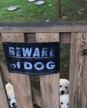 You Should Definitely Beware Of These Fierce Guard Dogs