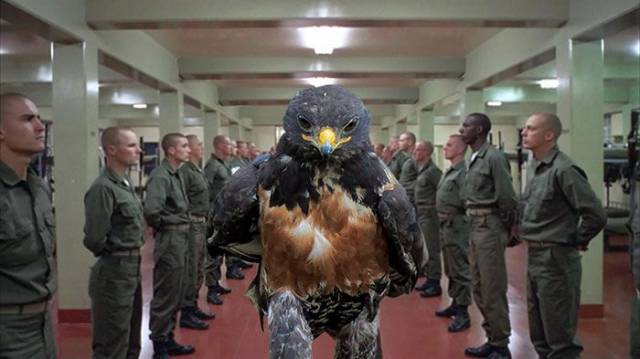 The Photo Of This Random Hawk Looking All Badass Triggered A Major Photoshop Battle