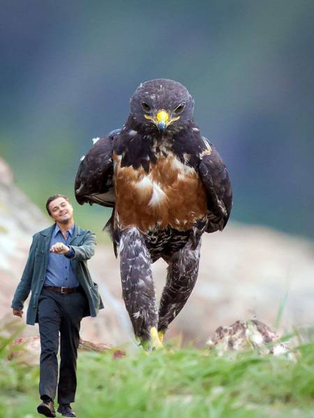 The Photo Of This Random Hawk Looking All Badass Triggered A Major Photoshop Battle