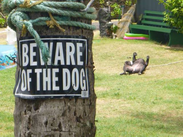 You Should Definitely Beware Of These Fierce Guard Dogs