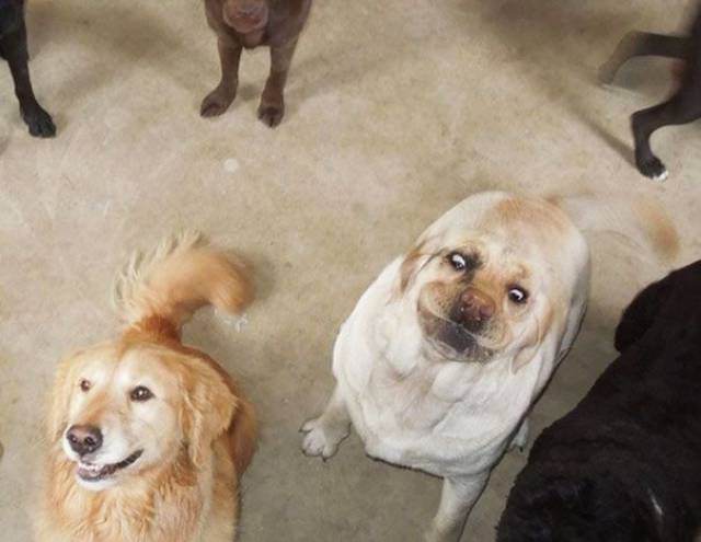 Animals That Look Hilariously Bad In Photos