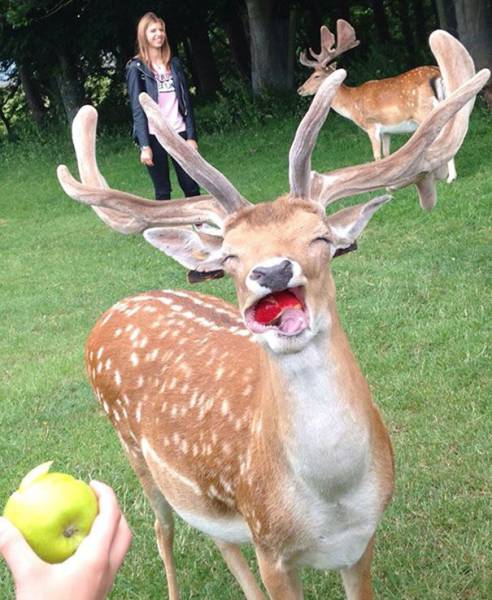 Animals That Look Hilariously Bad In Photos