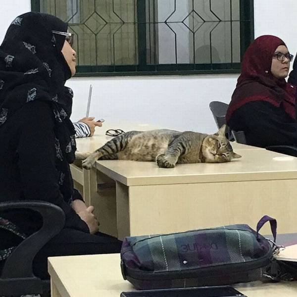 Cat Goes To The University And Do What Many Students Do During Classes