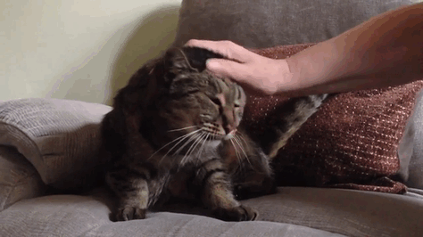 You Will Never Believe How Old This Cat Is!