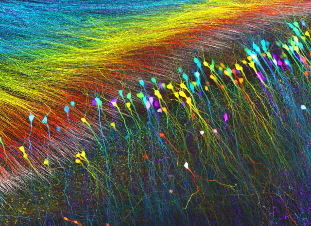 Amazing Images Under The Microscope That Reveal Invisible To The Naked Eye Universe