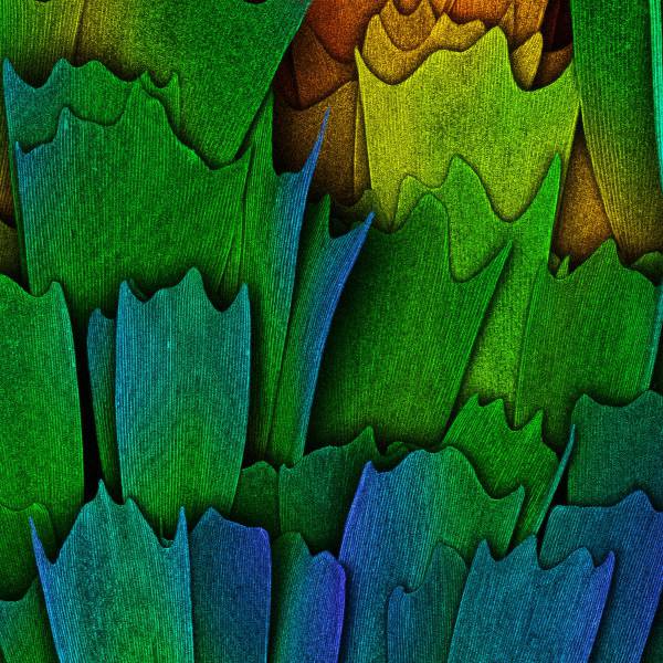 Amazing Images Under The Microscope That Reveal Invisible To The Naked Eye Universe