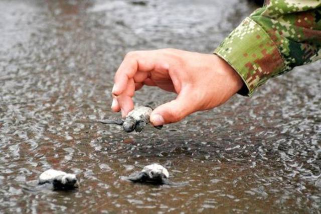 Colombian Navy Rescued Hundreds Of Young Turtles