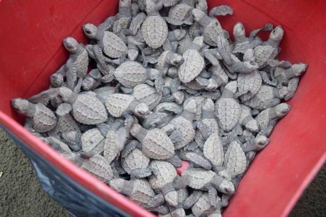 Colombian Navy Rescued Hundreds Of Young Turtles