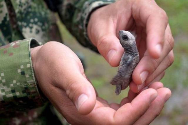 Colombian Navy Rescued Hundreds Of Young Turtles