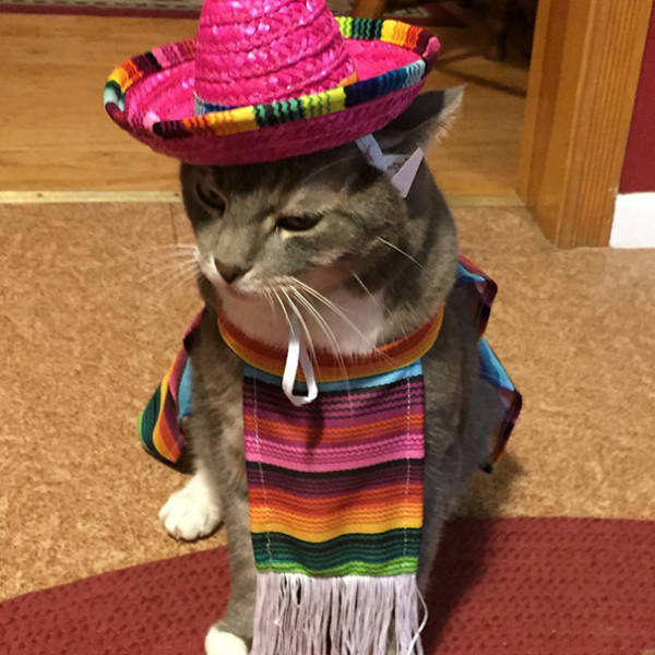 Some Of The Best Halloween Costumes For Cats