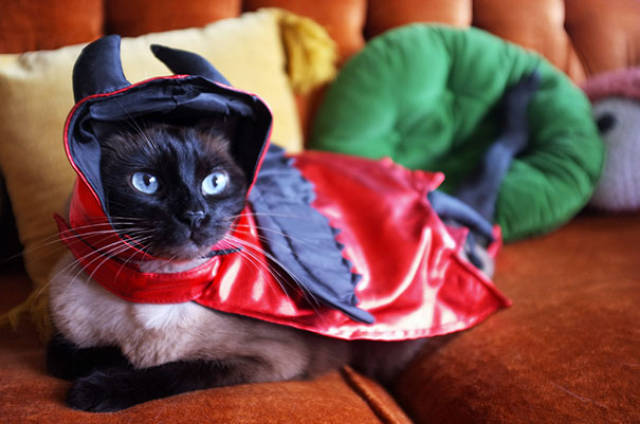Some Of The Best Halloween Costumes For Cats