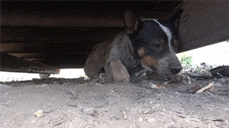 Dog That Had Been Living Under The Dumpster For 11 Months, Has Finally Found A Forever Home