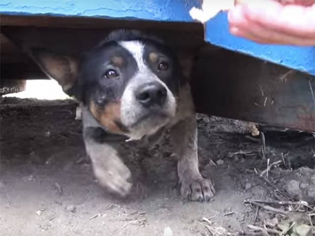 Dog That Had Been Living Under The Dumpster For 11 Months, Has Finally Found A Forever Home