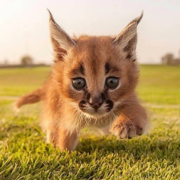 One Of The Cutest Cat Species Of All Time!
