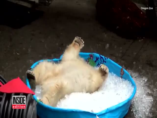 Polar Bear Is Getting The Most Out Of His Bucket Of Ice