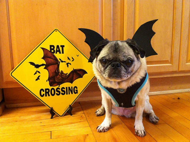 Cool Dog Costume Ideas For Halloween