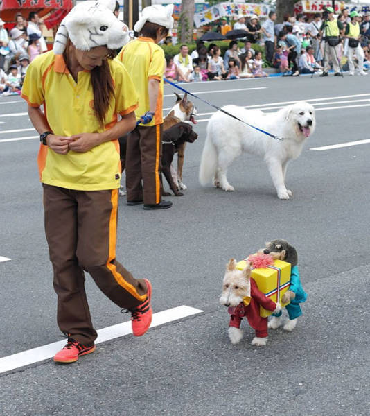 Cool Dog Costume Ideas For Halloween