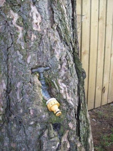Hungry Trees Will Nom Nom On Anything They Can