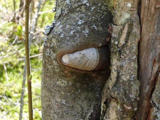 Hungry Trees Will Nom Nom On Anything They Can