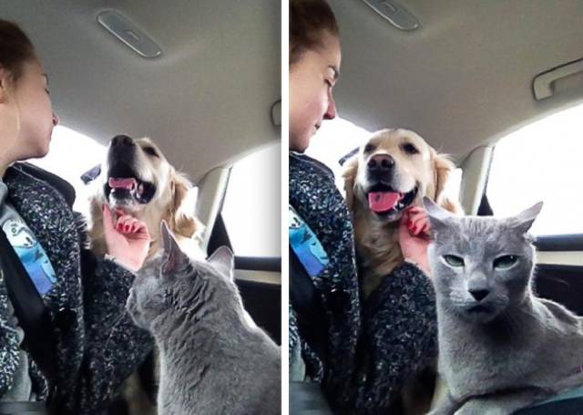 These Cats Facial Expressions And Behavior Totally Reflect Ours When We’re At Work