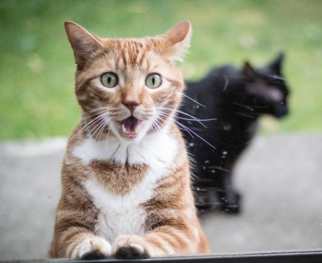 These Cats Facial Expressions And Behavior Totally Reflect Ours When We’re At Work