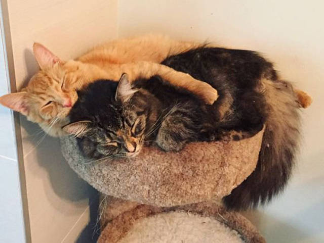 Adorable Cats Are Inseparable And Sleep Together On A Outgrown Bed