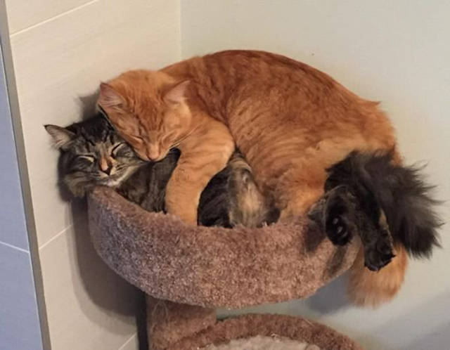 Adorable Cats Are Inseparable And Sleep Together On A Outgrown Bed