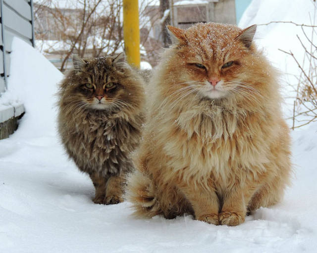 These Are Some Of The Most Gorgeous Cats On Earth