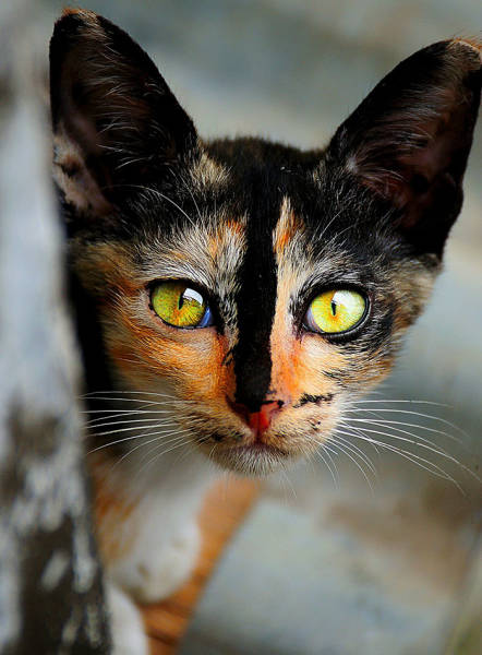 These Are Some Of The Most Gorgeous Cats On Earth