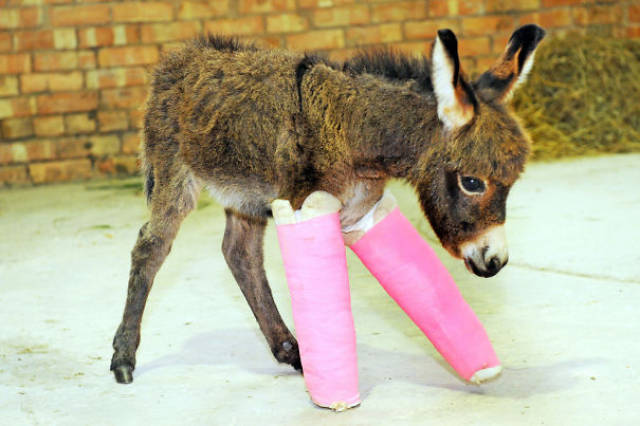 Tiny Cute Animal Having Tiny Casts Look Even More Adorable