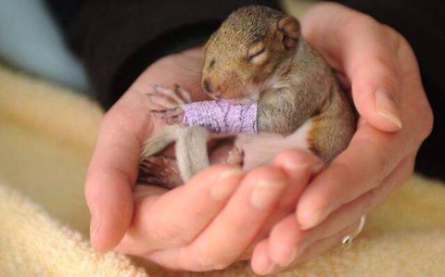 Tiny Cute Animal Having Tiny Casts Look Even More Adorable
