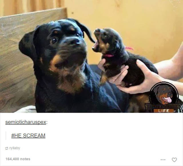 These Funny Animal Posts In Tumblr Will Make You Giggle