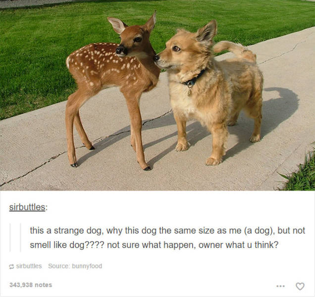These Funny Animal Posts In Tumblr Will Make You Giggle