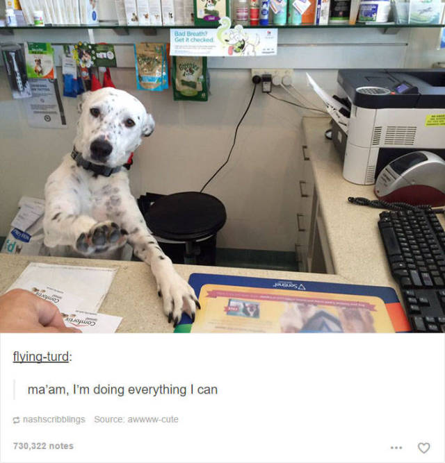 These Funny Animal Posts In Tumblr Will Make You Giggle