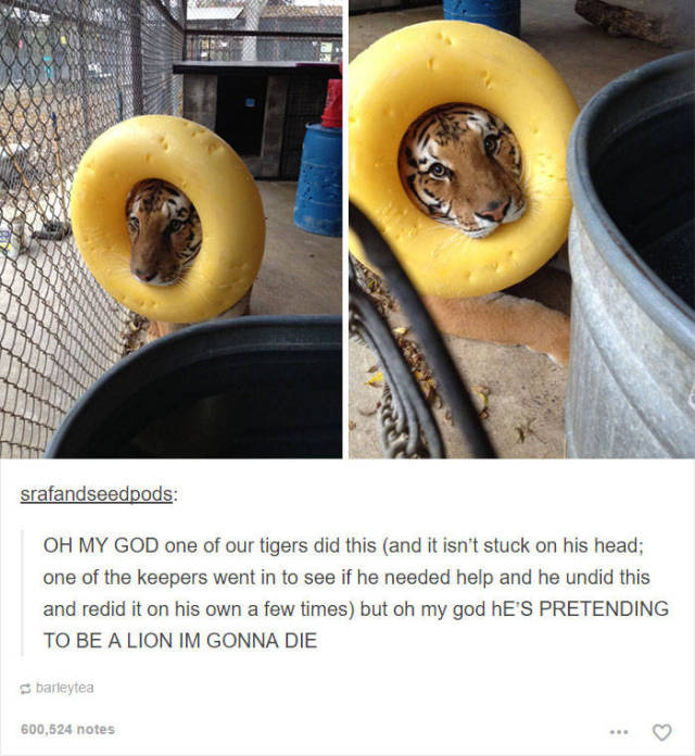 These Funny Animal Posts In Tumblr Will Make You Giggle