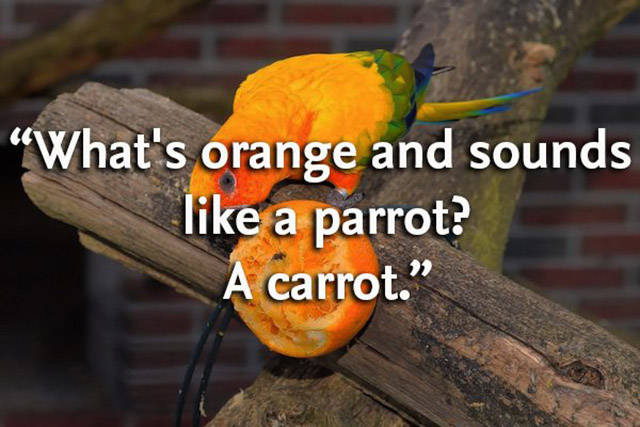 You’ll Laugh At These Bad Jokes Much More Than You Should