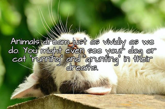 Interesting Facts About Sleep And Dreams You Didn’t Know Interesting Facts About Sleep And Dreams You Didn’t Know