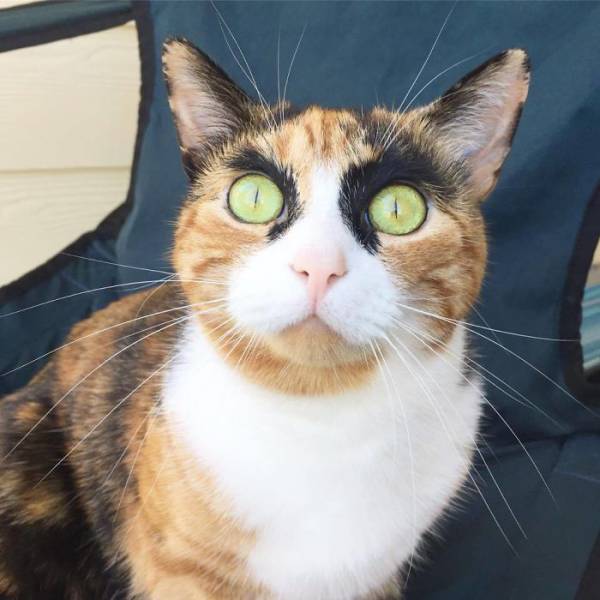 This Kitty Has Mad Eyebrows That Give It A Funny Judgmental Look