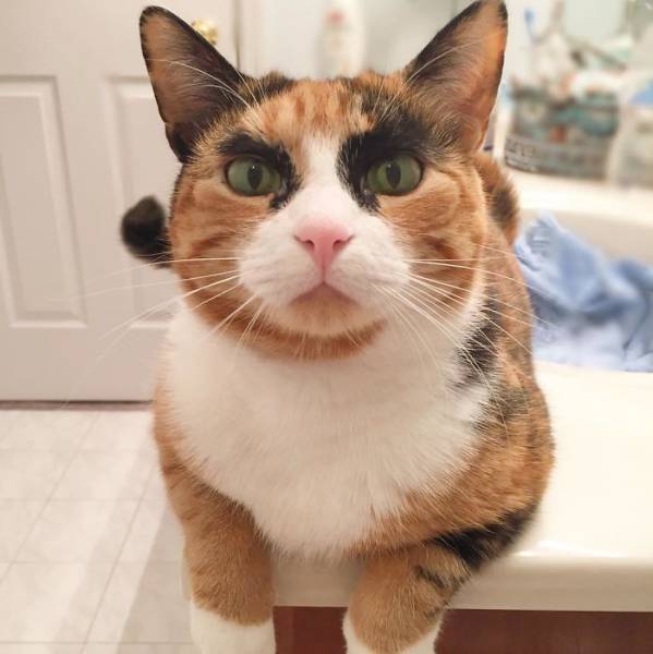 This Kitty Has Mad Eyebrows That Give It A Funny Judgmental Look