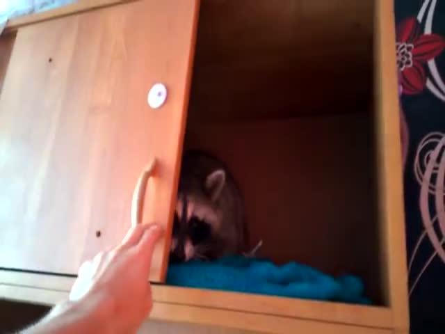 Raccoon Doesn’t Like When His Privacy Is Being Violated