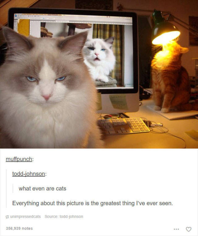 Hilarious Cat Posts On Tumblr Will Make Your Friday Even Better