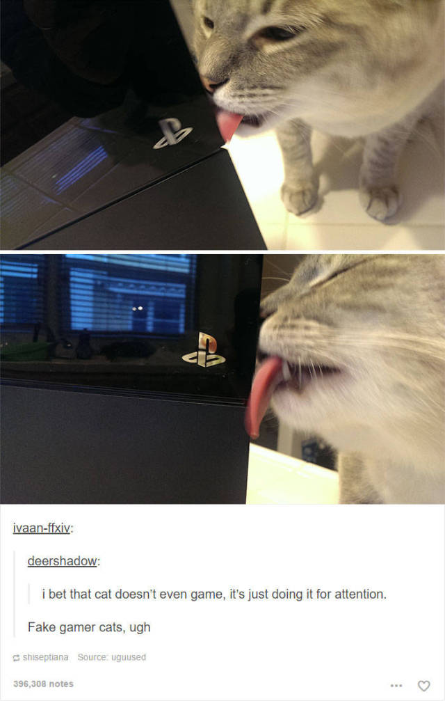 Hilarious Cat Posts On Tumblr Will Make Your Friday Even Better