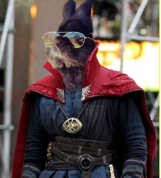 This Rabbit In Sunglasses Makes For A Perfect Photoshop Battle