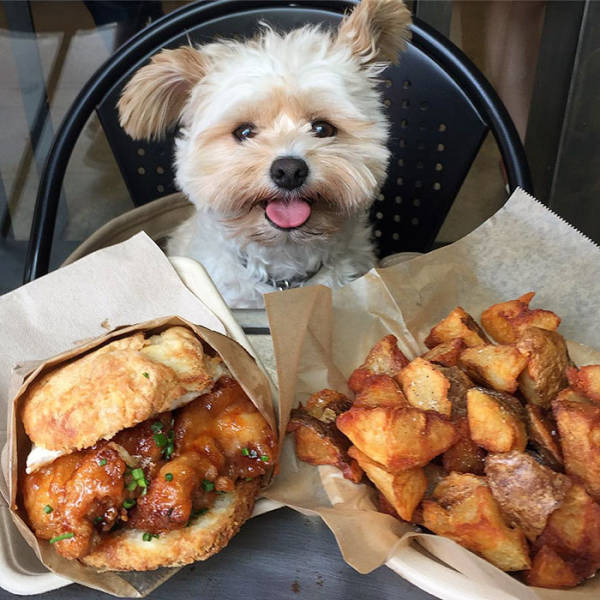 A Starving Stray Pooch Gets Rescued And Taken To Almost Every Pet-Friendly Restaurant In LA