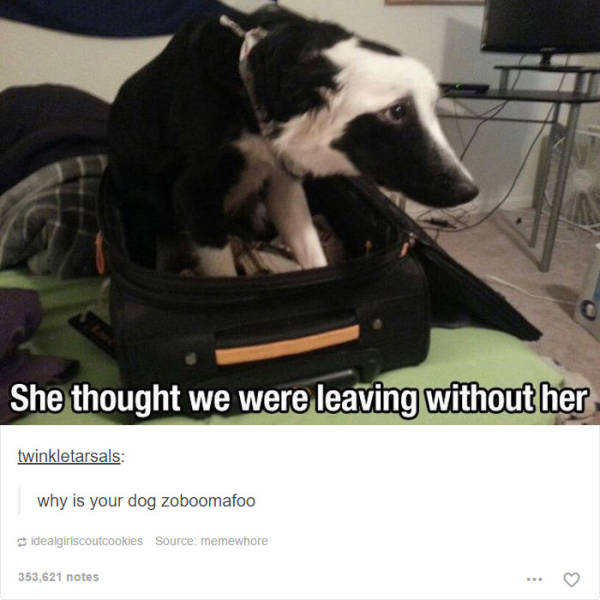 These Hilarious Dog Posts On Tumblr Won’t Live You Indifferent