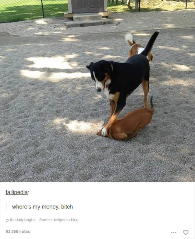 These Hilarious Dog Posts On Tumblr Won’t Live You Indifferent