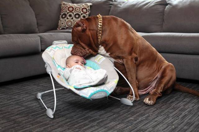 The Biggest Pitbull In The World Is Babysitting A Newborn